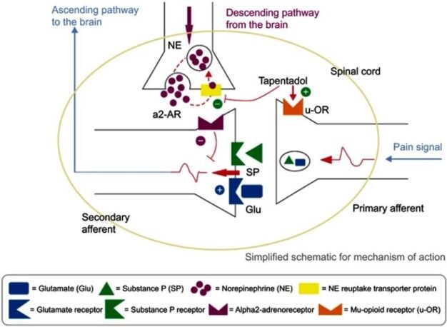 Mechanism action of Tapentadol